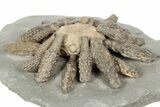 Jurassic Fossil Urchin (Reboulicidaris) - Amellago, Morocco #194841-2